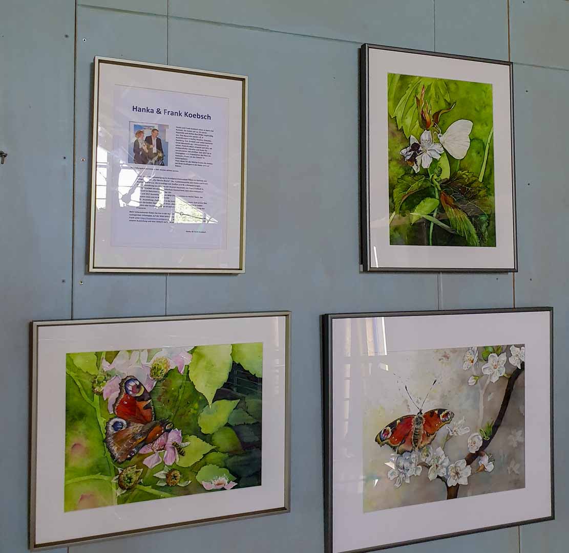 Schmetterlingsaquarelle von Hanka & Frank Koebsch in der Ausstellung – Wildes Land – im Karower Meiler (1)