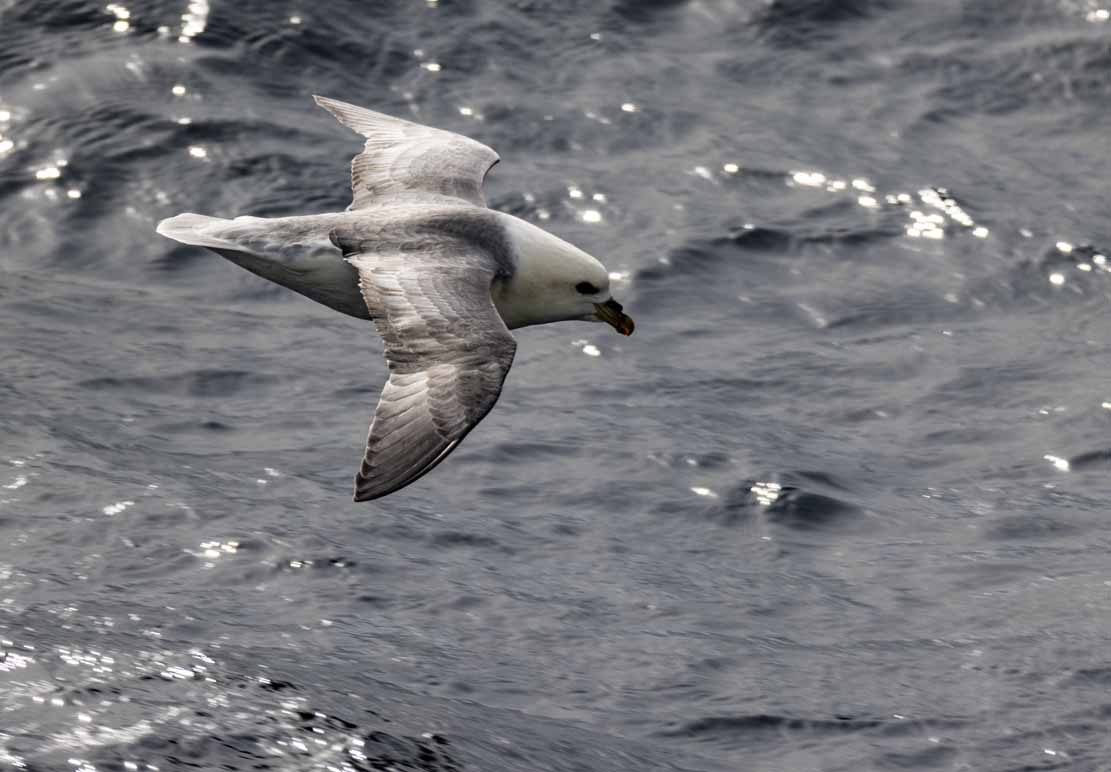 Eissturmvogel irgendwo auf dem Atlantik zwischen den Orkney Inseln und Island © Frank Koebsch (1)