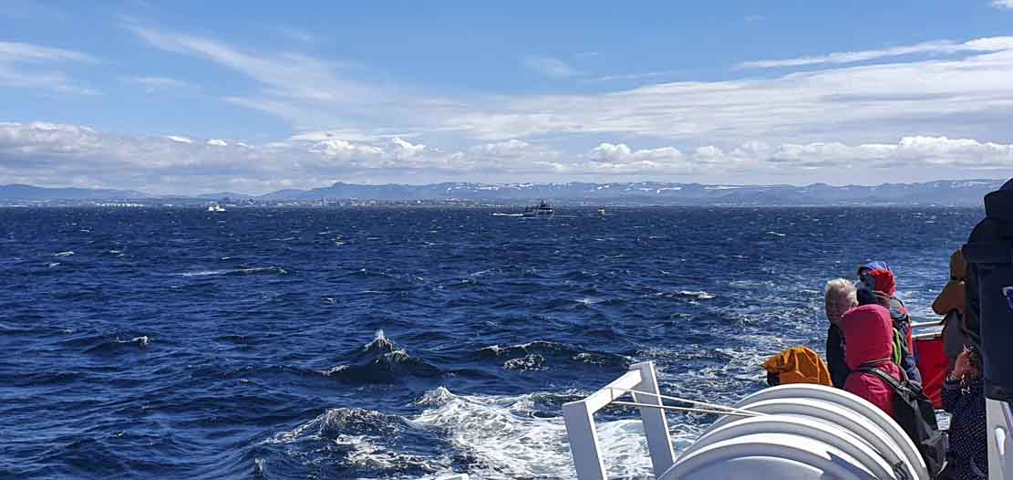 Schnappschüsse beim Whale watching vor Reykjavik (c) FRank Koebsch (2)