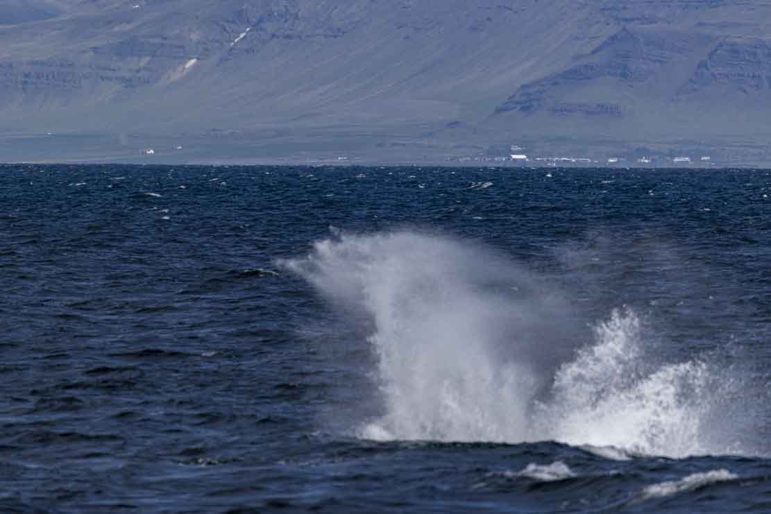 Walbeobachtungen bei Reykjavik (c) FRank Koebsch (7)