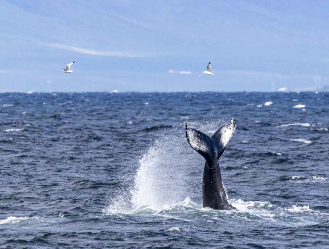 Walbeobachtungen bei Reykjavik - Schwanzflosse (c) FRank Koebsch (7)