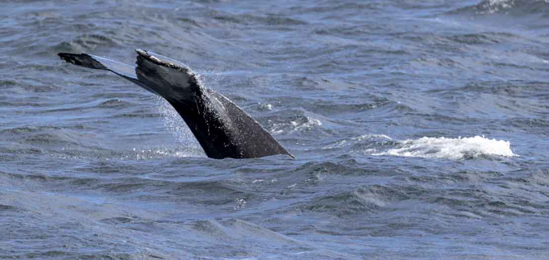 Walbeobachtungen bei Reykjavik - von der Rückenflosse bis zum KLatschen mit der Schwanzflosse (c) FRank Koebsch (11)
