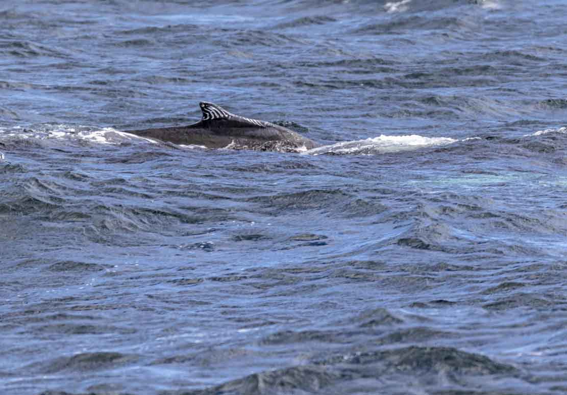 Walbeobachtungen bei Reykjavik - von der Rückenflosse bis zum KLatschen mit der Schwanzflosse (c) FRank Koebsch (2)