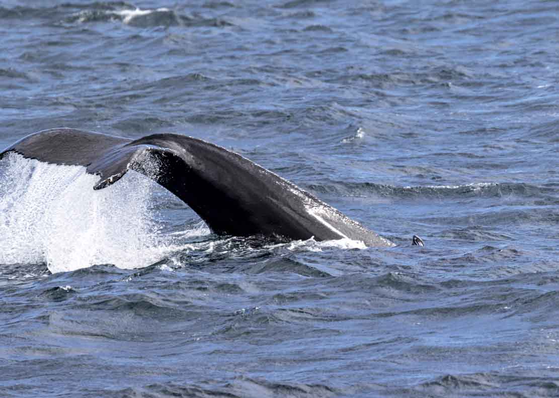 Walbeobachtungen bei Reykjavik - von der Rückenflosse bis zum KLatschen mit der Schwanzflosse (c) FRank Koebsch (6)