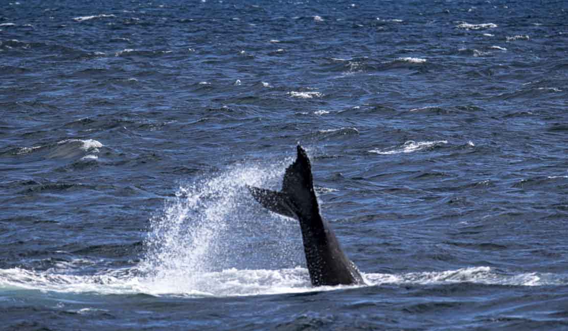 Walbeobachtungen bei Reykjavik - von der Rückenflosse bis zum KLatschen mit der Schwanzflosse (c) FRank Koebsch (7)