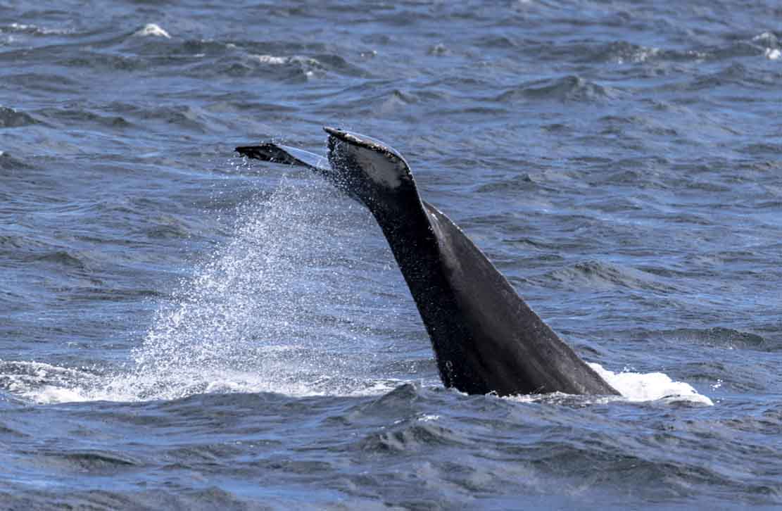 Walbeobachtungen bei Reykjavik - von der Rückenflosse bis zum KLatschen mit der Schwanzflosse (c) FRank Koebsch (8)