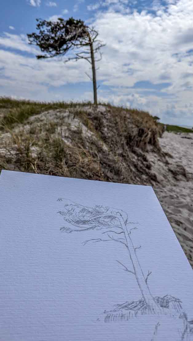 Windflüchter am Darßer Ort - in der Natur und als Skizze (c) Frank Koebsch