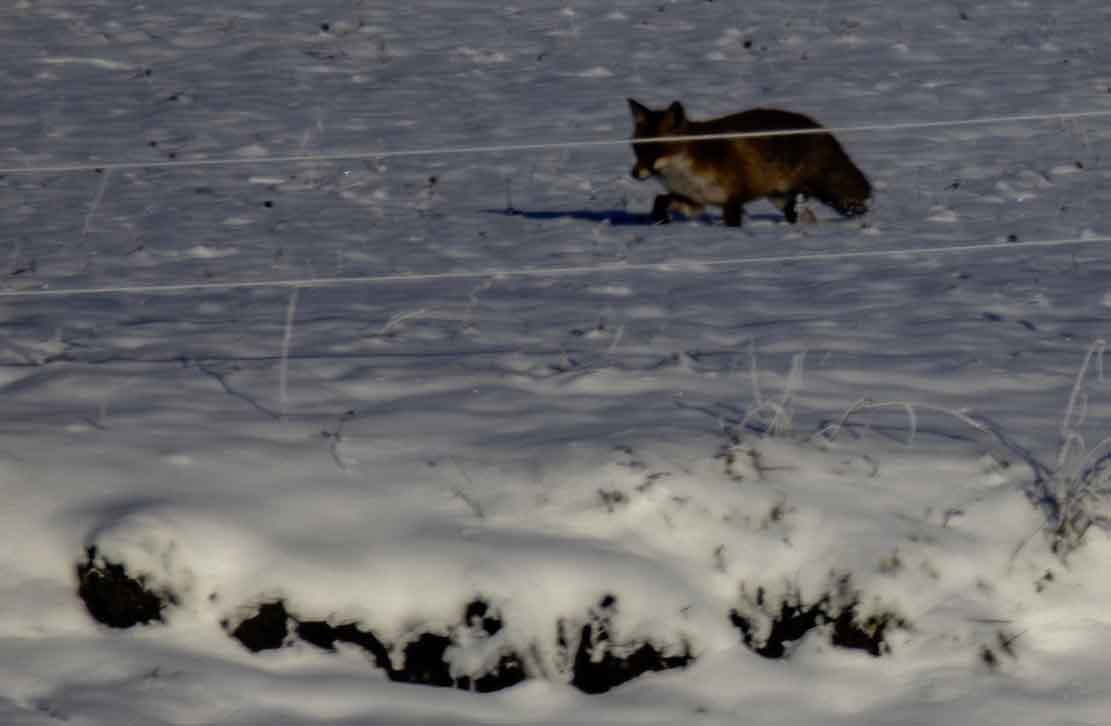 Rotfuchs auf den verschneiten Wiesen bei Sanitz (c) Frank Koebsch (3)