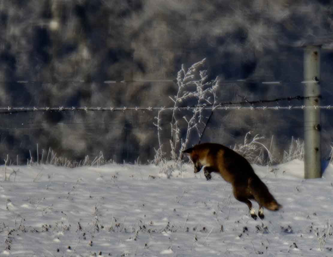 Rotfuchs auf den verschneiten Wiesen bei Sanitz (c) Frank Koebsch (7)